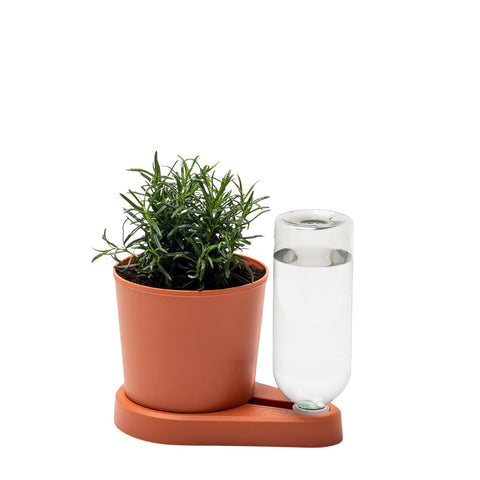 Eine kleine grüne Pflanze sitzt in einem Terrakottatopf auf einem passenden Tablett. Neben der Pflanze steht eine klare, mit Wasser gefüllte Glasflasche, die umgedreht in das Tablett gestellt ist und wahrscheinlich als Greevi-Kräuterheld selbstbewässernder Kräuter-Pflanztopf (GREEVI) dient. Die frischen Kräuter bringen Leben in den schlichten weißen Hintergrund.