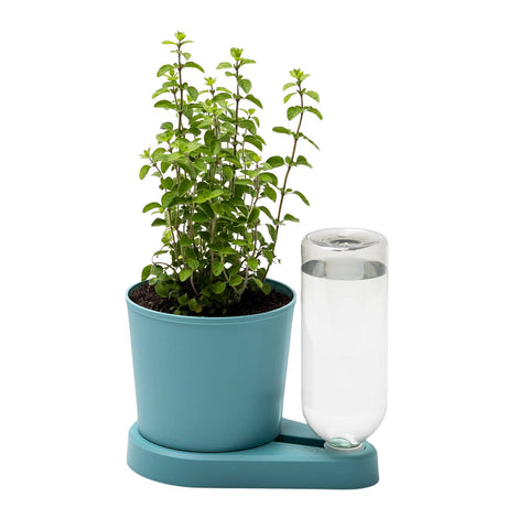 Eine kleine grüne Pflanze in einem blauen Topf ist an einem selbstbewässernden Kräuter-Pflanztopf (GREEVI) von Grevi befestigt, der aus einer durchsichtigen Flasche und einem blauen Sockel besteht. Die Flasche wird mit Wasser gefüllt und zur Selbstbewässerung in den Sockel gesteckt. Die Pflanze ist ideal für den Anbau von Küchenkräutern, hat dunkle Erde und mehrere Stiele mit grünen Blättern.