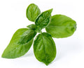 Véritable Lingot Sweet Basil - Blätter von Organic Samen, geschmückt mit Wassertropfen auf weißem Hintergrund, zeigen ihren leuchtend grünen Farbton und ihre natürliche Maserung. Diese üppigen Blätter kommen direkt aus einem Indoor-Garten und heben ihre glatte Textur hervor.