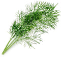 Ein frischer Zweig Véritable Lingot Dill – Bio-Samen mit langen, federähnlichen grünen Blättern liegt auf einem weißen Hintergrund und zeigt die Reinheit und den Geschmack, die Sie mit Produkten von Véritable in Ihrem Indoor-Garten kultivieren können.