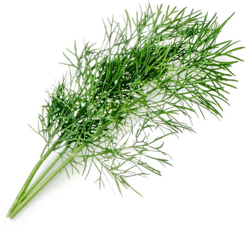 Ein frischer Zweig Véritable Lingot Dill – Bio-Samen mit langen, federähnlichen grünen Blättern liegt auf einem weißen Hintergrund und zeigt die Reinheit und den Geschmack, die Sie mit Produkten von Véritable in Ihrem Indoor-Garten kultivieren können.