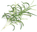 Bio-Rosmarin von Véritable Lingot Rosemary – Organic Samen, mit schlanken, nadelartigen grünen Blättern und holzigen Stielen, angeordnet auf weißem Hintergrund.