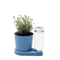 Eine kleine grüne Kräuterpflanze wächst in einem blauen Topf auf einem ovalen Sockel. An dem Sockel ist eine umgedrehte, durchsichtige Wasserflasche befestigt, die zur Selbstbewässerung der Pflanze dient. Dieses Set ist ein einfaches, modernes Selbstbewässerungssystem, perfekt für den Anbau frischer Kräuter in Ihrer Küche. Dieses Set ist der selbstbewässernde Kräuter-Pflanztopf „greevi Kräuterheld“ (GREEVI) von Grevi.