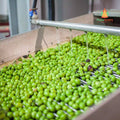 Eine Produktionslinie mit zahlreichen grünen Oliven aus Monti Iblei, die von Wasserstrahlen aus Rohren über ihnen gewaschen werden. Das Bild zeigt in der oberen rechten Ecke das Logo von „Cunzatillu“, das ihr Cunzatillu Olivenöl Extravergine präsentiert.